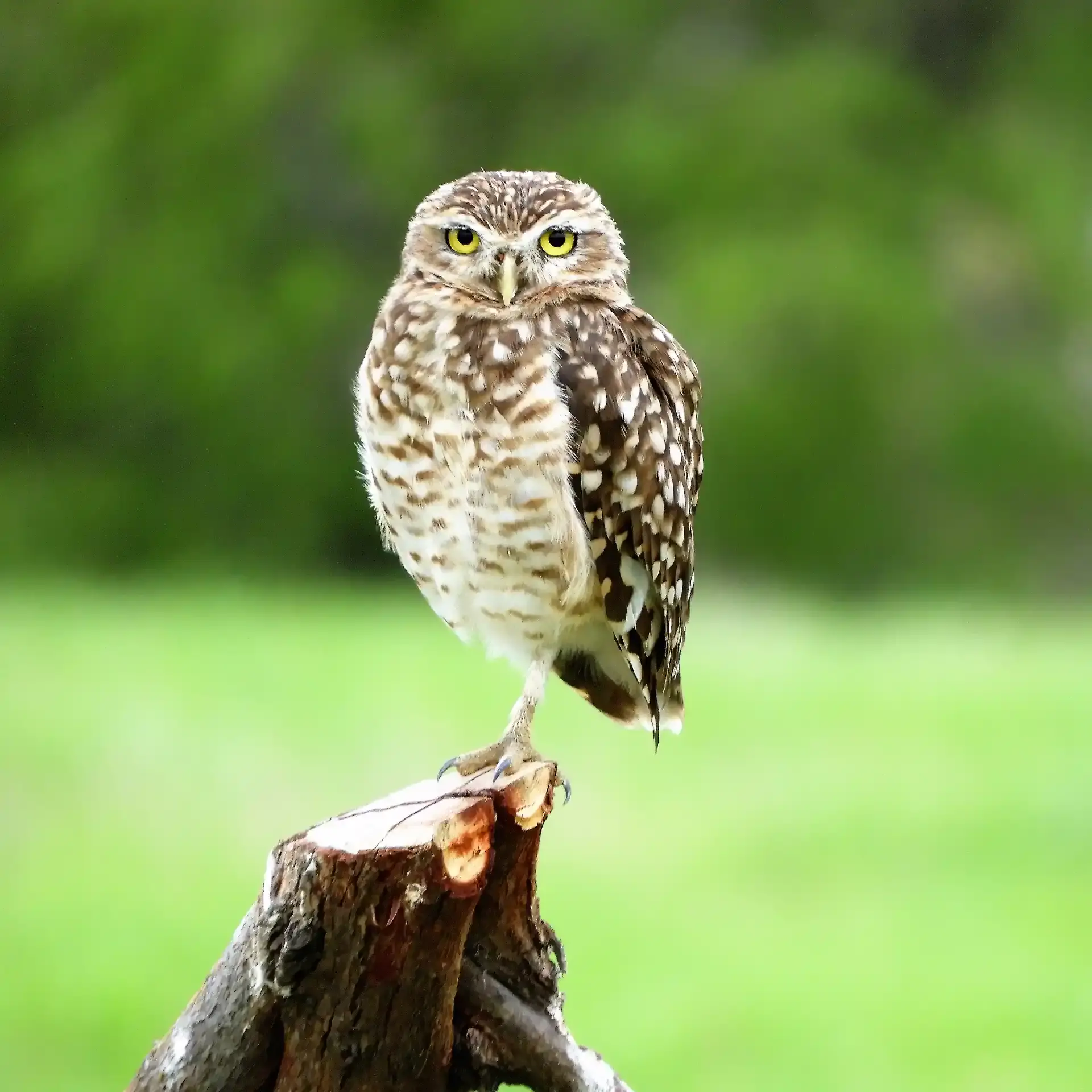 Small Burrowing Owl (Athene cunicularia) perched on a trunk with bright yellow eyes and brown, white-speckled feathers.